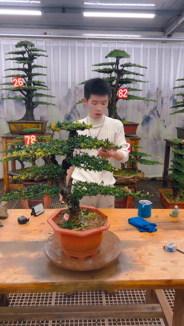 无花朵?****?精品盆景直播间一物一拍