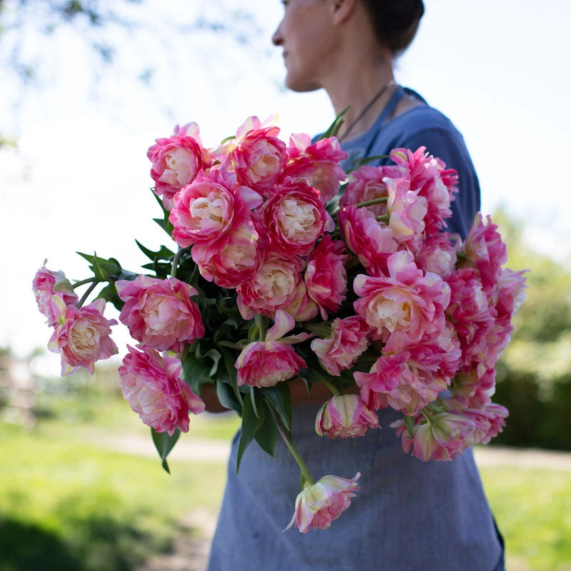 进口郁金香自然球水培土培耐寒庭院台多年生球根花卉全国秋冬种植