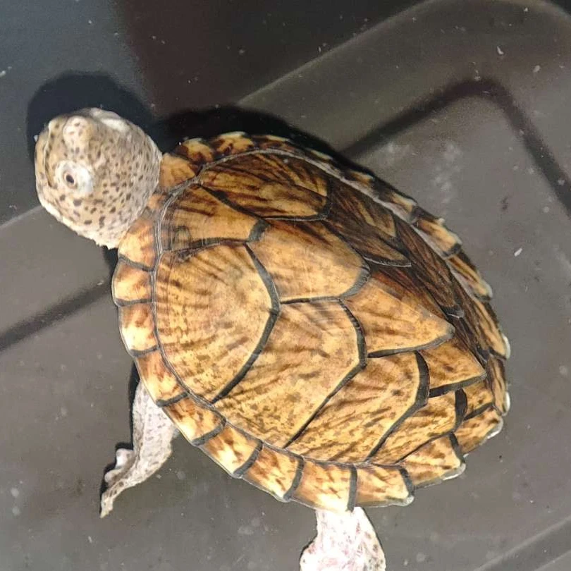 麝香科、剃刀龟、剃刀龟苗