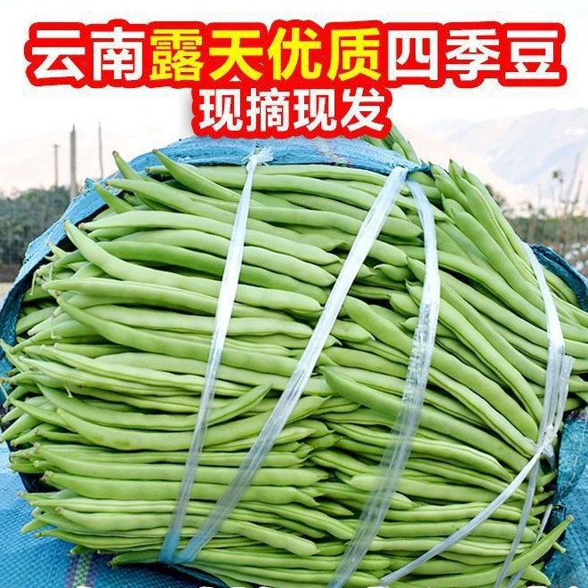 【四季豆】云南新鲜蔬菜农家自种天然新鲜脆嫰新四季豆豆角蔬菜批发