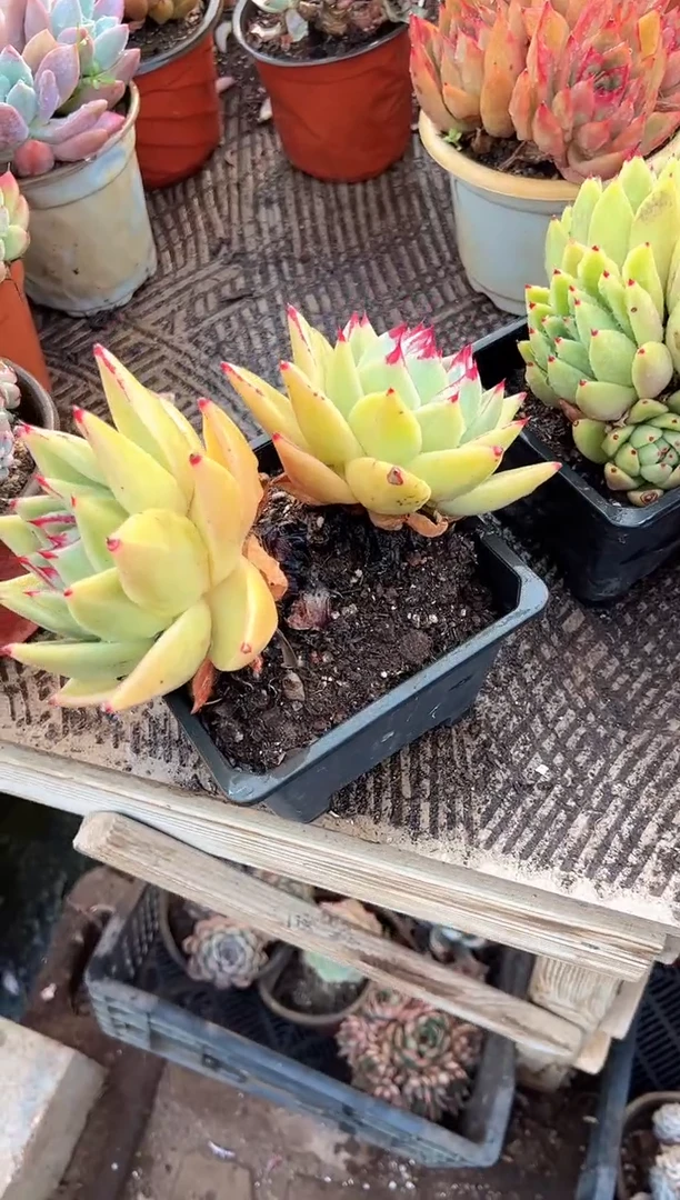 要****呀 多肉植物一物一拍20327