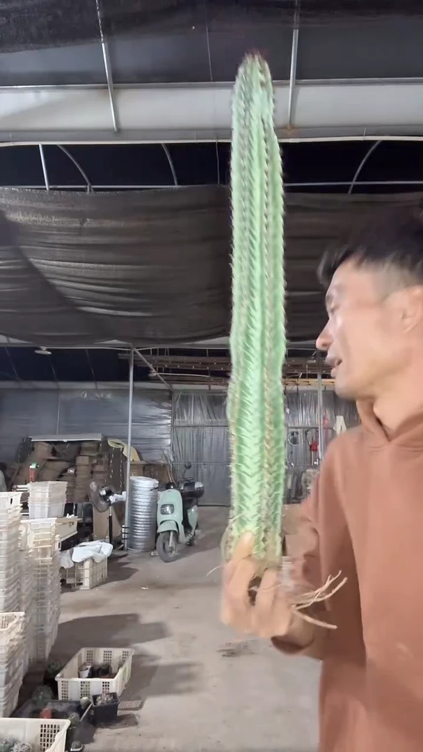 自根斑马柱29.99
