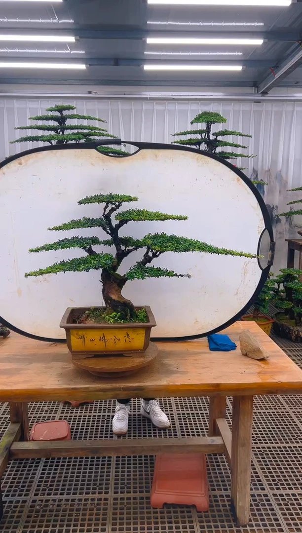 无花朵精品盆景直播间一物一拍