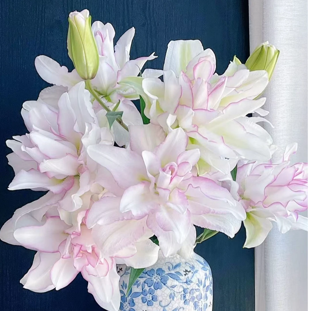 冰美人重瓣百合【两单及以上升级顺丰】云南鲜花  家庭插花