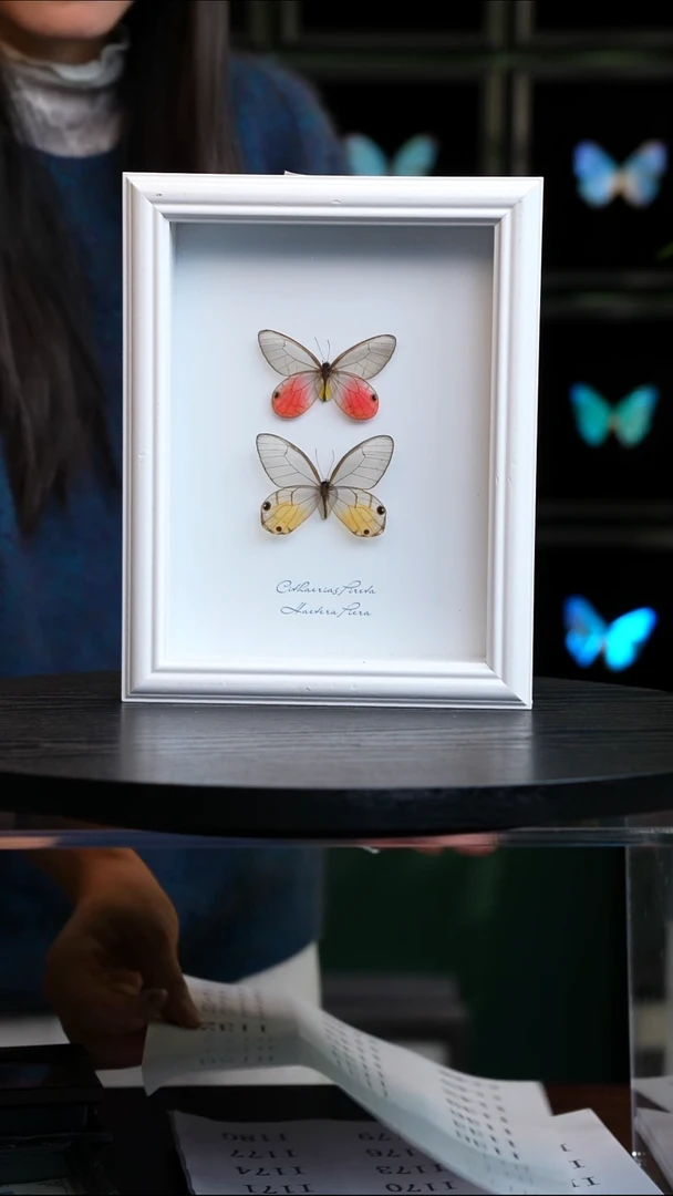 微瑕蝴蝶标本摆件一口价I129