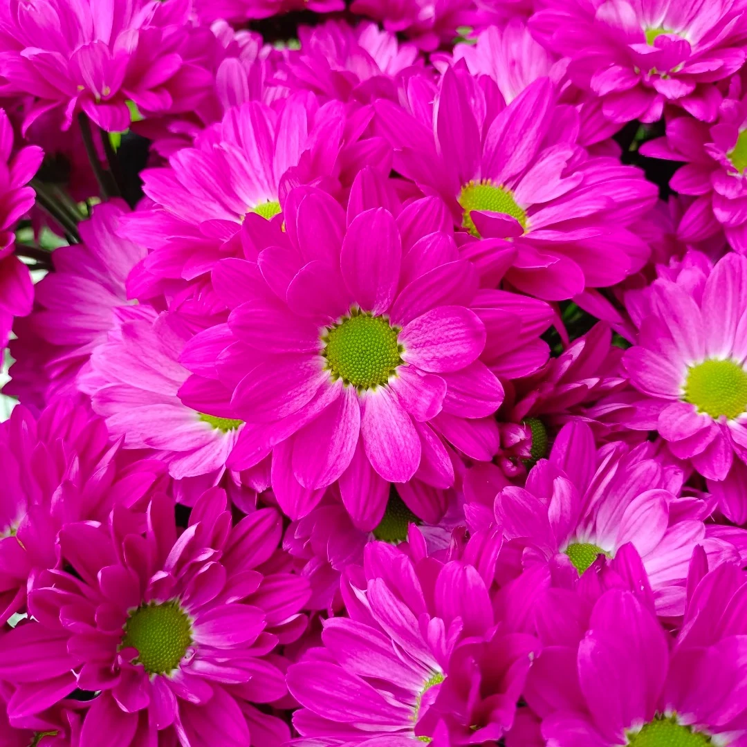 【紫色三文鱼】小雏菊（包邮）不做隔夜花 东北鲜切花基地现采现发