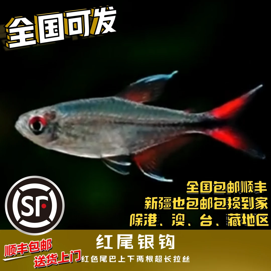 Boo小鱼 红尾银钩 偏远地区任意三单包顺丰空运