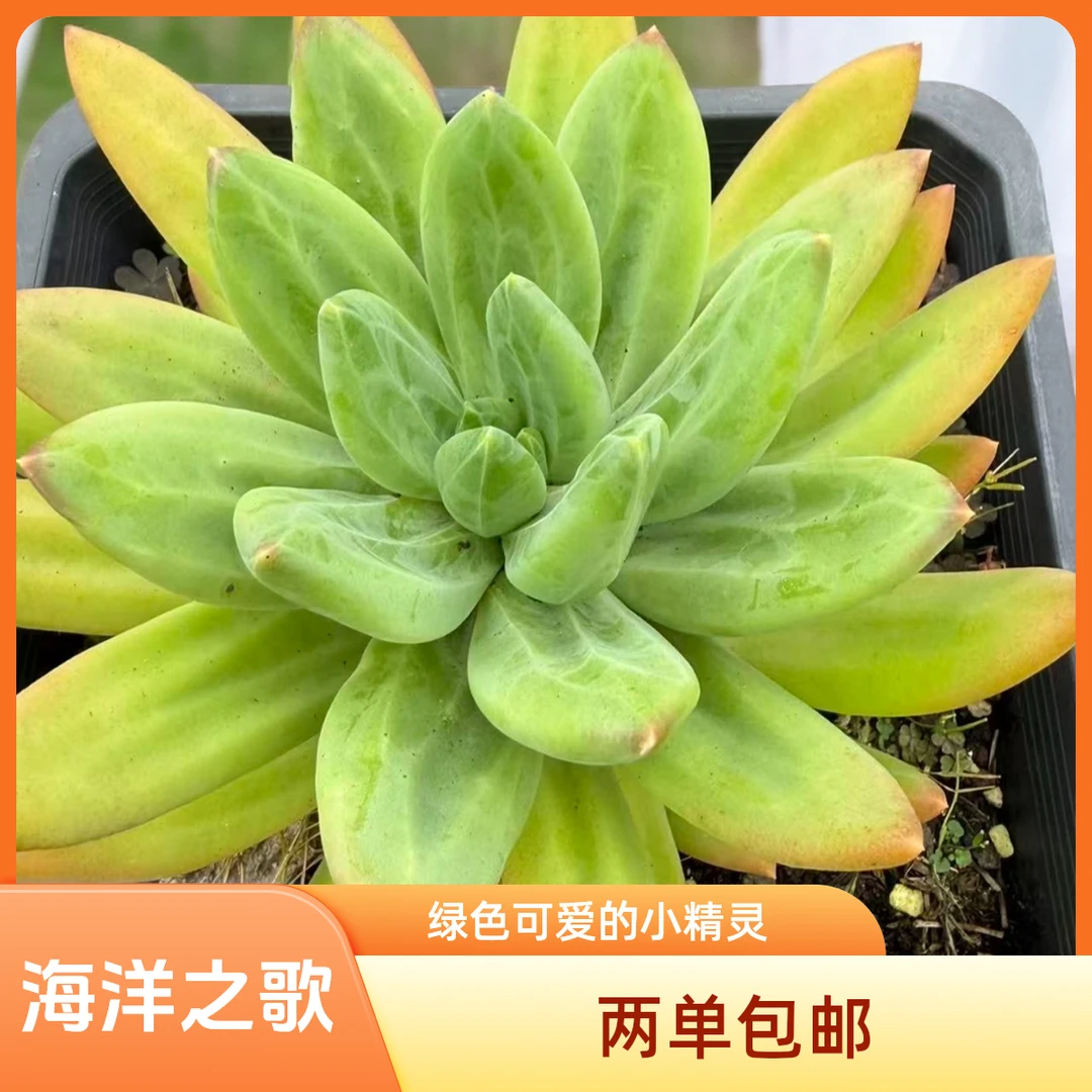 海洋之歌单头高端精品多肉脱土发（任意两单包邮）