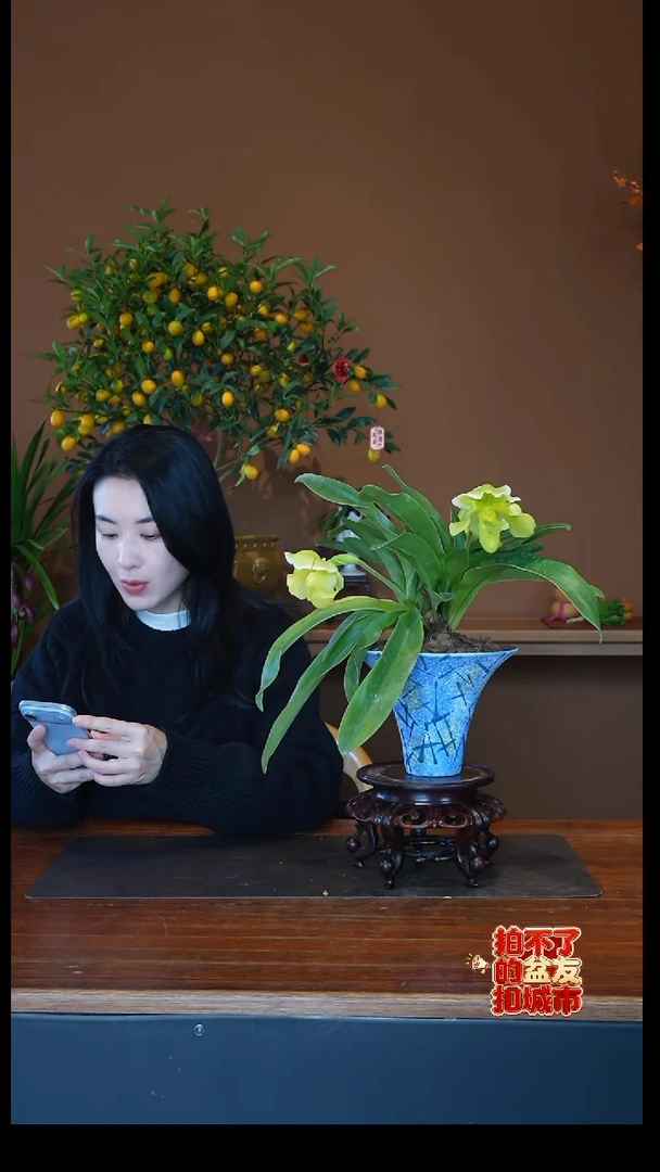 全部花朵绿肉饼兜兰盆景盆景