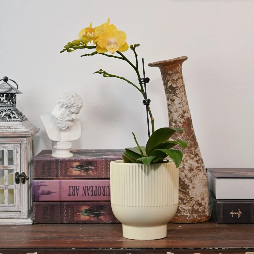 TOP FLOWER/上花蝴蝶兰盆栽 金色年华 虎纹柠檬黄蜡质【新品上架】