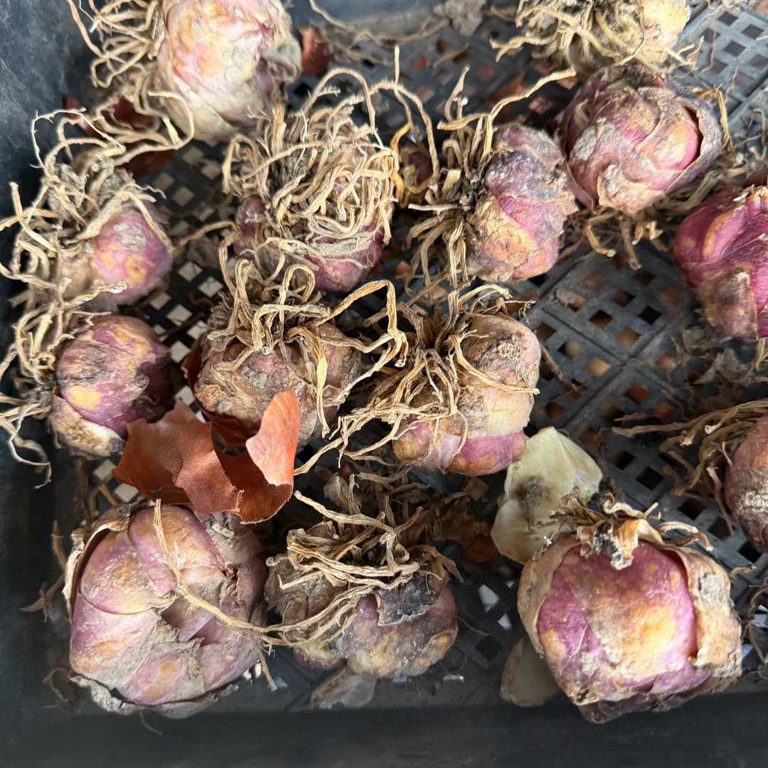 带芽发货浓香型重瓣百合种球一颗可盆栽种植