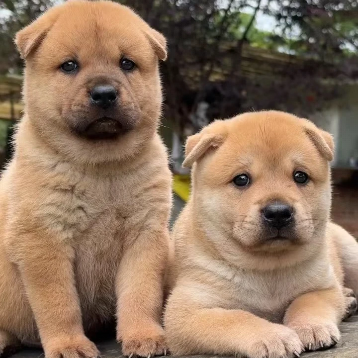 《阿汉田园犬精选》专用链接