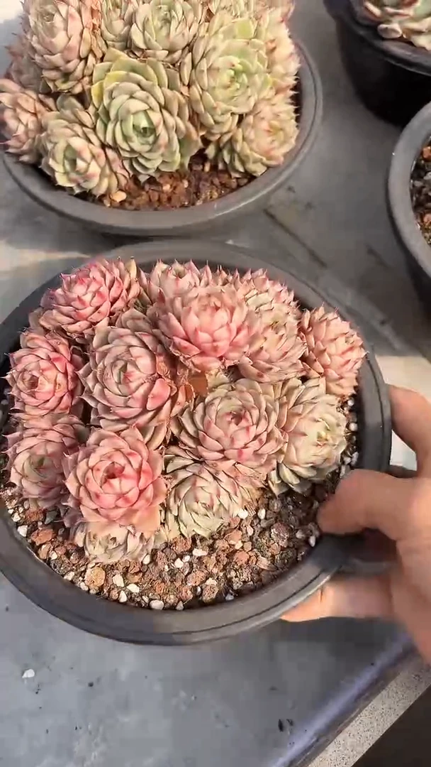 【闪购商品】苯巴蒂斯多肉