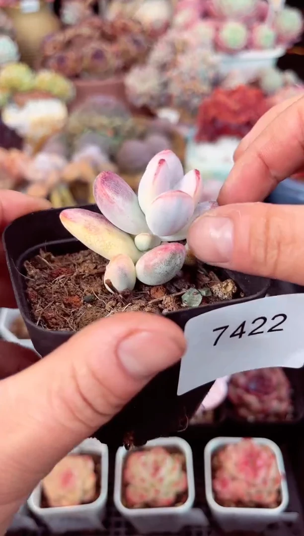 【闪购商品】7422乒乓福娘锦多肉