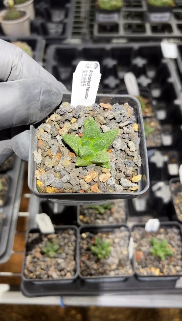 实生岩牡丹FC-321