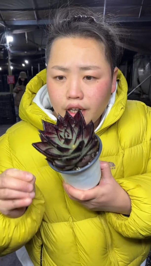 【闪购商品】45-黑檀汁带盆土6.8