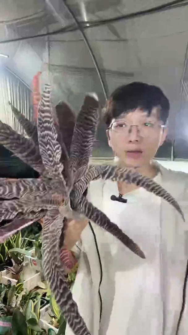 2头起奇异黑蜘蛛带盆土49.8