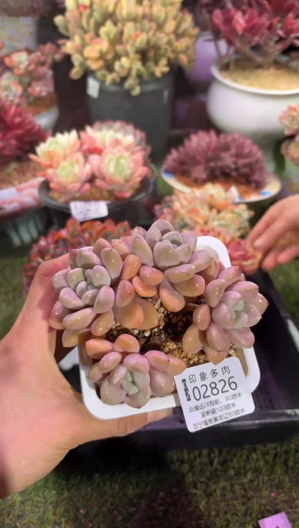 【闪购商品】02826