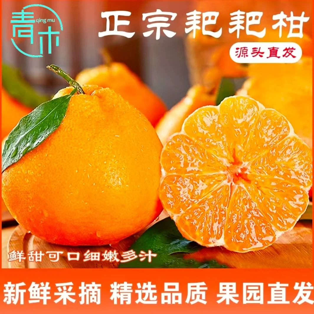【姐姐吃我】四川蒲江春见耙耙柑新鲜水果应季鲜