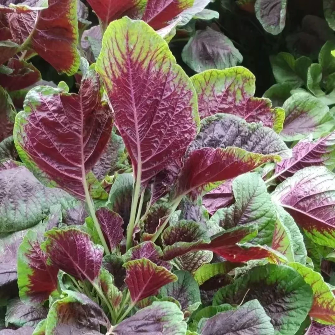 【圆花叶红苋菜种子】红苋菜种子家庭小院种菜阳台盆栽四季种植