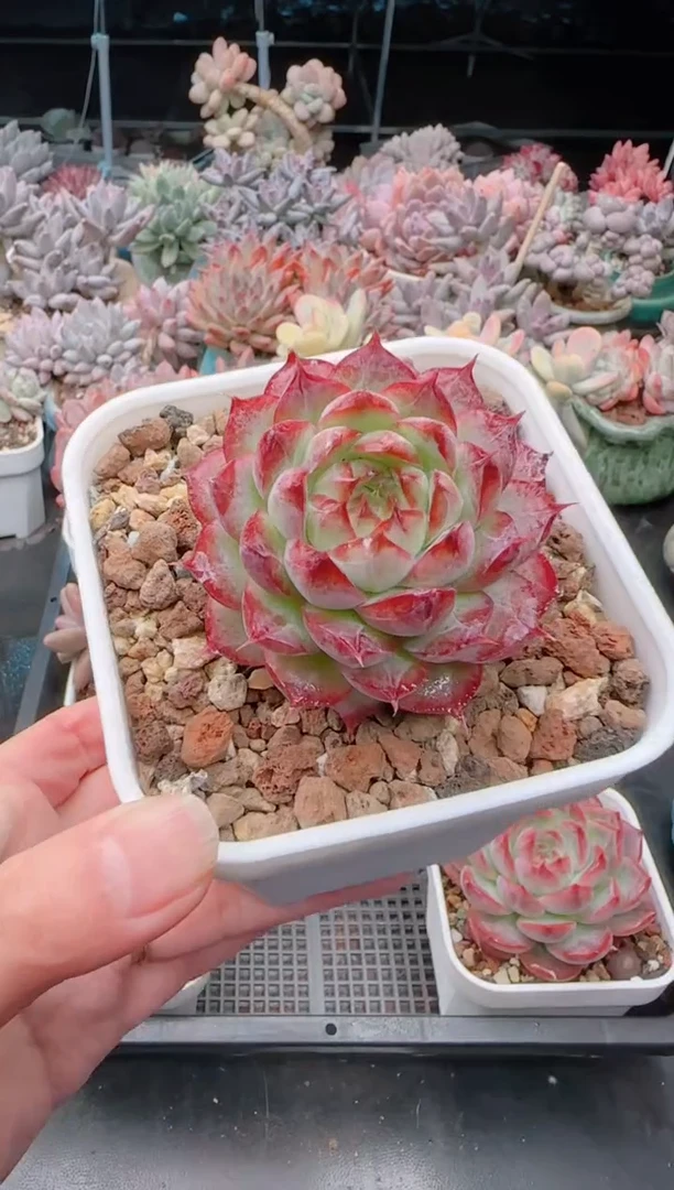 【闪购商品】3431女王