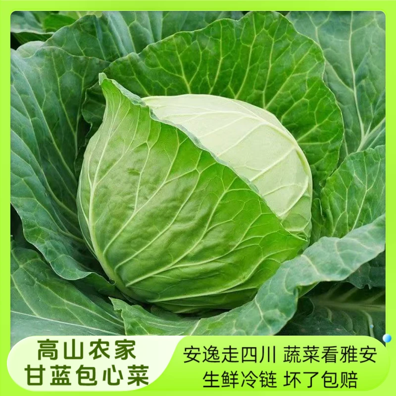 四川高山农家新鲜铁头卷心包菜莲花白绿甘蓝卷心菜圆白菜小包菜