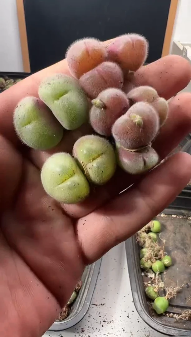 一物一拍            375