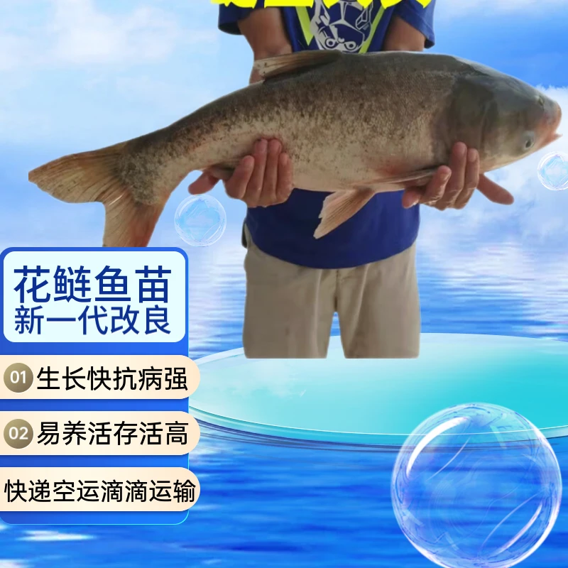 活体淡水胖头花鲢鱼苗鲢鳙鱼苗大头鱼苗