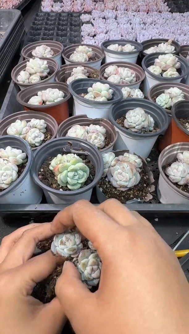 【闪购商品】25号到手（1）棵---江北多肉