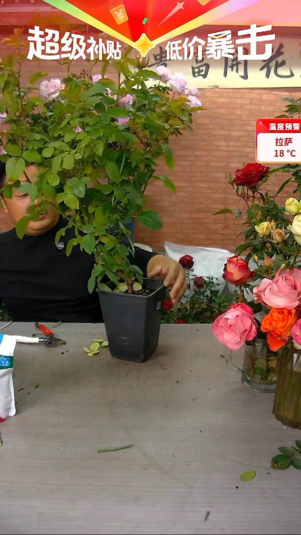 当前无花朵，栽培后可花朵钻石腮红119