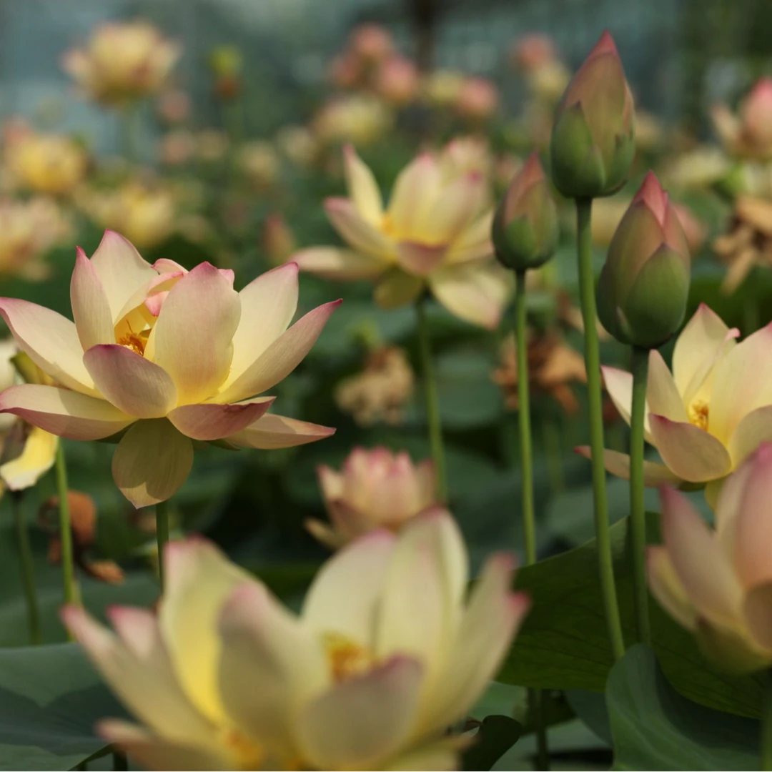 鹿城秋 中型粉橙色复瓣碗莲荷花水生花卉绿植园艺【不二的花园】