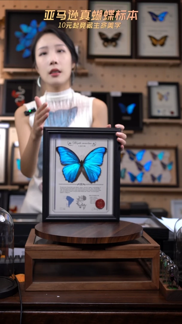 大蓝闪蝶豪华版10寸欧式框（带证书）