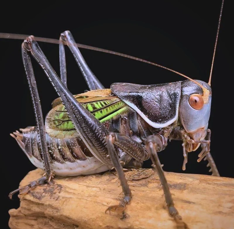 北太行狼牙山蝈蝈儿（视频开箱死亡补发）