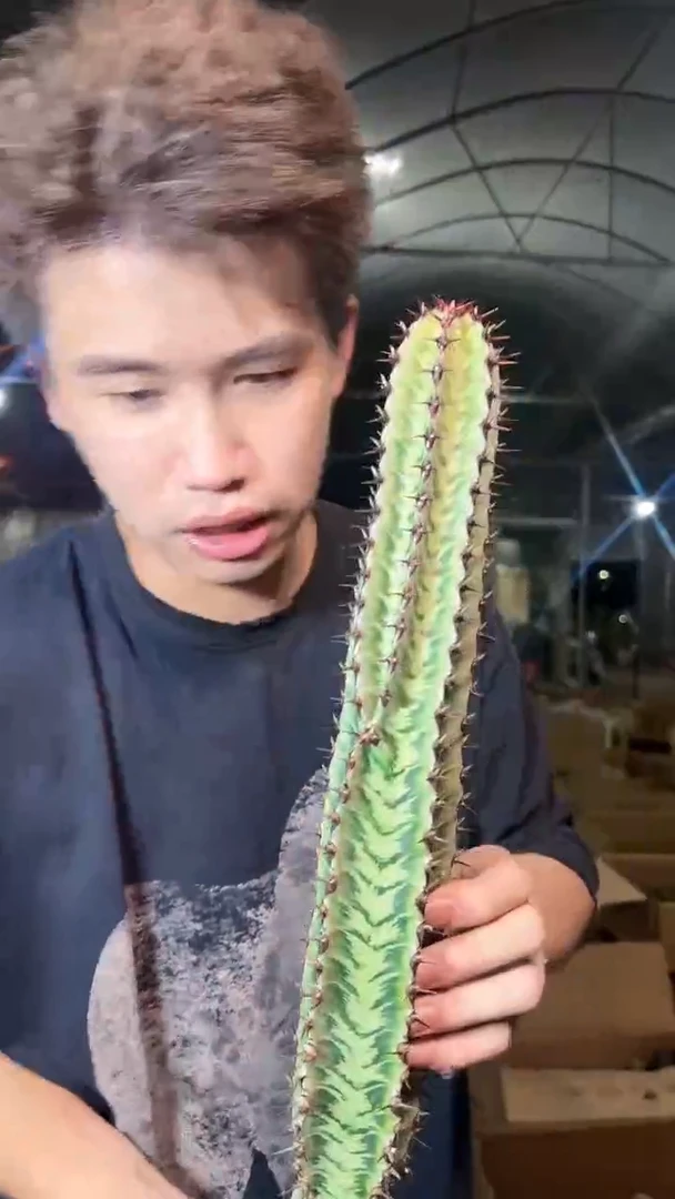 高30-50cm 斑马柱【无根】