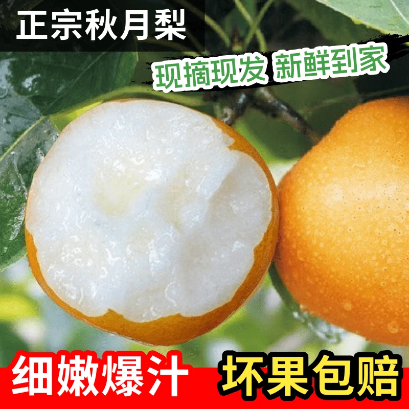 秋月梨正宗新鲜现摘产地直发5斤新鲜水果当季脆甜多汁批发