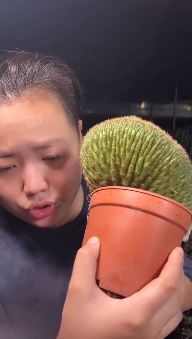 奈何之花缀化  14.88