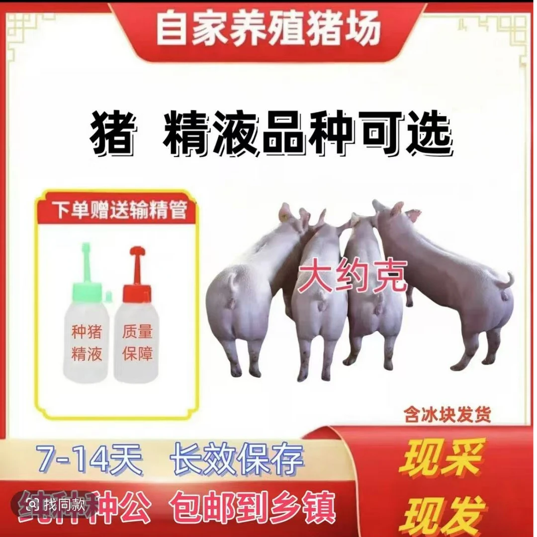 正宗原种大约克种公猪种母猪精一件包邮包对版生产养殖输精管瓶子