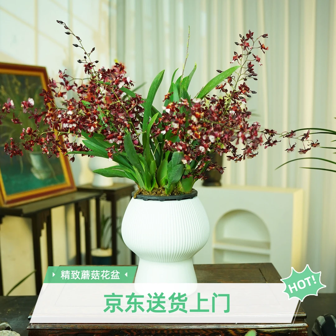 【京东快递】7-9支花剑红色梦香文心兰浓香型带白色蘑菇花盆发货
