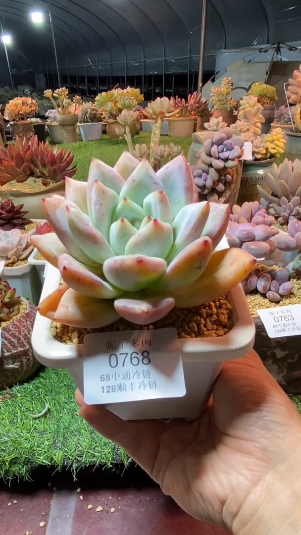 0768（满28包邮发货）
