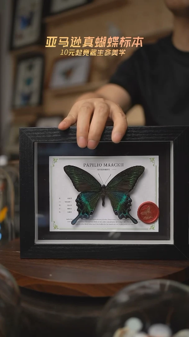 有机玻璃绿带翠凤蝶夏型8寸黑框国风版