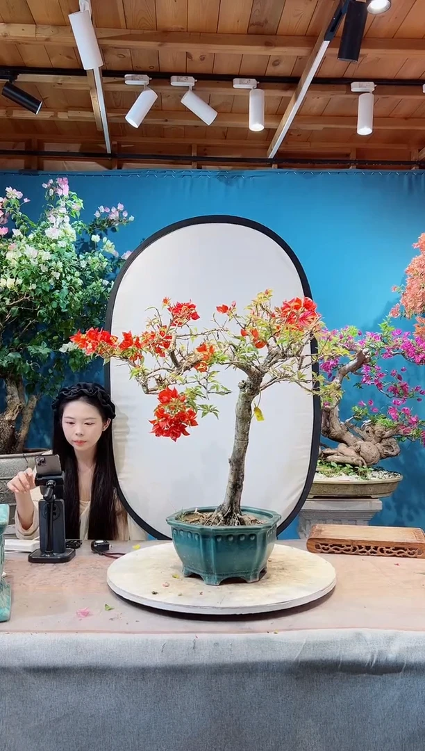 少量花朵（建议范围：2朵-5朵 或40%以下）热火桑巴三角梅