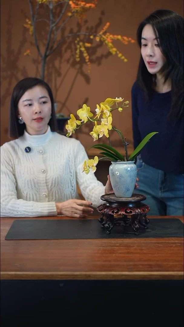 全部花朵金盏蝶盆景盆景盆景