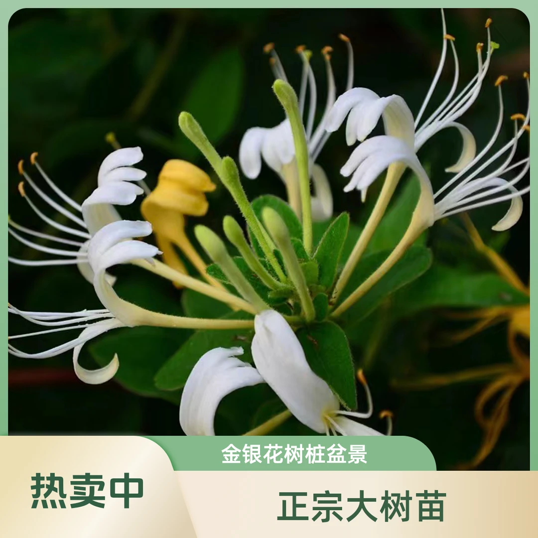 百年老桩，一花尽赏。四季金银花