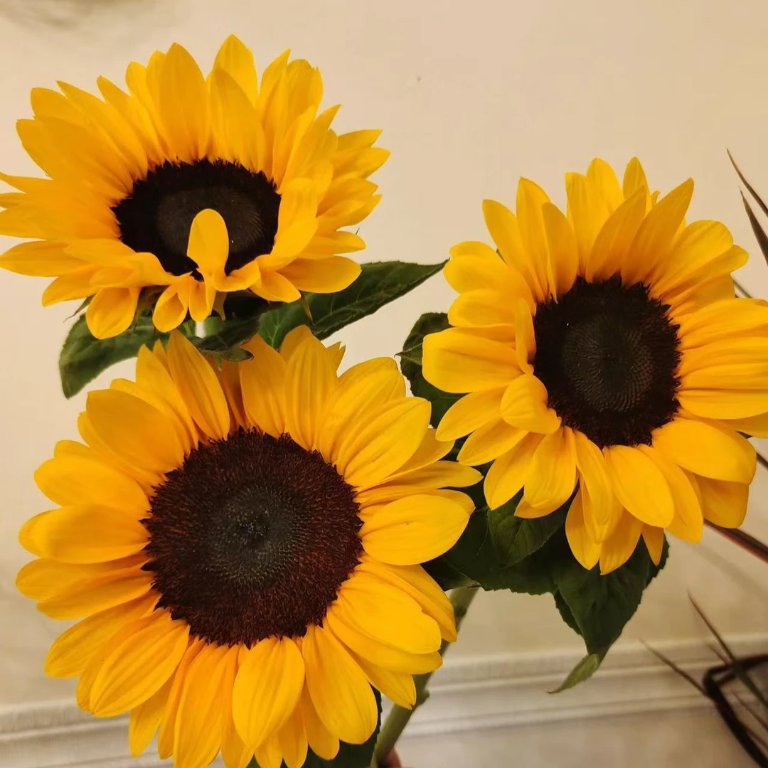 【次日达】油画向日葵3枝黑心向日葵混发鲜切花生活鲜花·基地直发·鲜切花批发·向日葵次日达