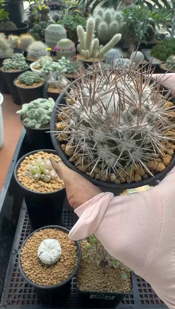 口**妹甜妹专拍实生羊毛球带盆