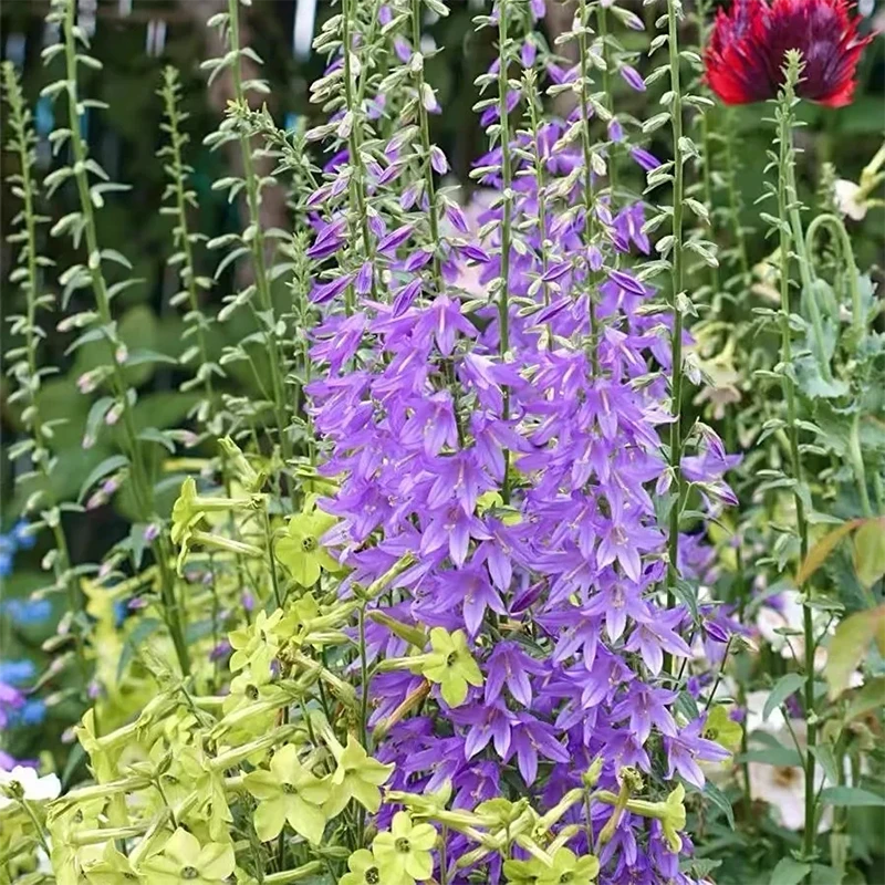 罗曼的花园 轮状风铃草盆栽苗鲜切花材耐寒宿根好养庭院花园阳台