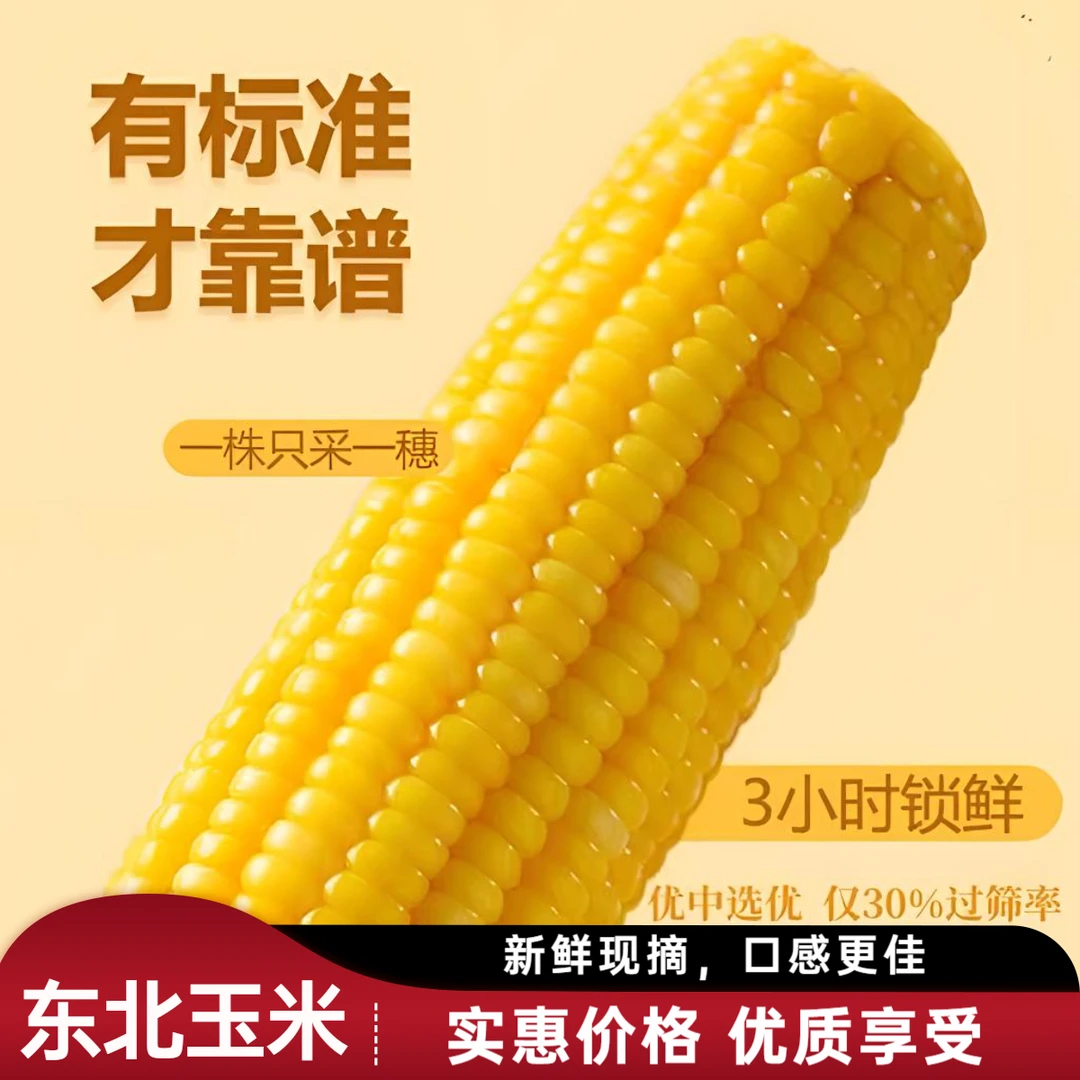正宗东北头茬黄糯玉米产地直发新鲜营养粗粮100%非转基因烧烤玉米