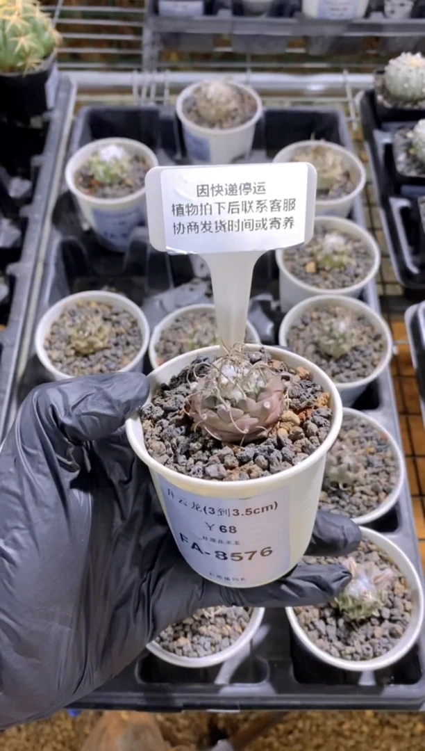 【闪购商品】升云龙FA-8576