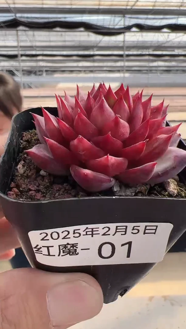 【闪购商品】红魔多肉-1