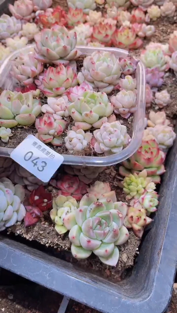 【闪购商品】043福利量拍1盒